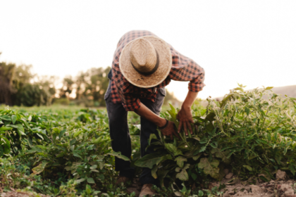 Agropecuária Grama Roxa Ltda
