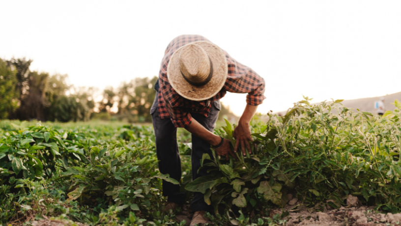 Agropecuária Grama Roxa Ltda