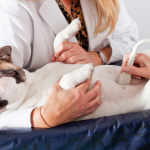 Dra. Thaline Neves mostra como a ultrassonografia veterinária revoluciona diagnósticos com precisão e segurança para os animais.