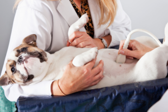 Dra. Thaline Neves mostra como a ultrassonografia veterinária revoluciona diagnósticos com precisão e segurança para os animais.