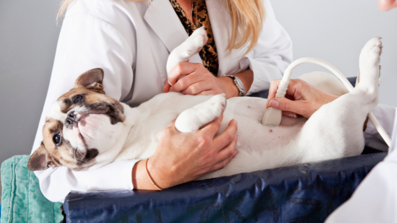 Dra. Thaline Neves mostra como a ultrassonografia veterinária revoluciona diagnósticos com precisão e segurança para os animais.