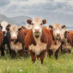 Produção de carne bovina no agro e desmatamento: o impacto ambiental que coloca o Brasil no centro do debate global