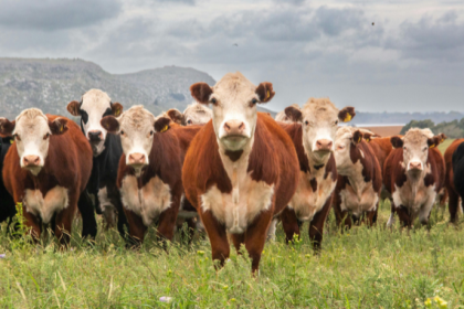 Produção de carne bovina no agro e desmatamento: o impacto ambiental que coloca o Brasil no centro do debate global