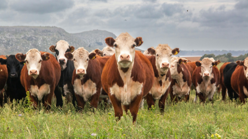 Produção de carne bovina no agro e desmatamento: o impacto ambiental que coloca o Brasil no centro do debate global