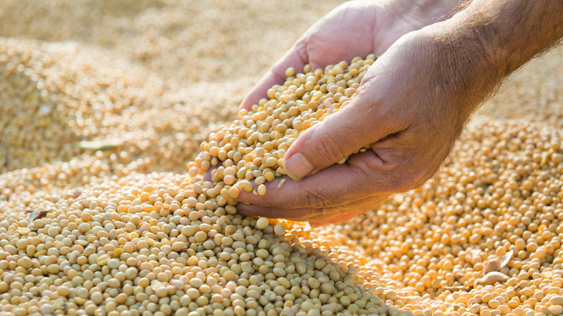 Inspeção de soja Brasil-China: impactos no agronegócio e desafios para exportadores