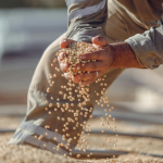 Soja em MS e a revisão de produtividade que pode impulsionar uma safra recorde no agronegócio brasileiro
