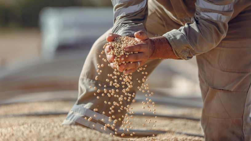 Soja em MS e a revisão de produtividade que pode impulsionar uma safra recorde no agronegócio brasileiro