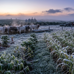 Geadas e frio intenso acendem alerta no campo: o que produtores de café, milho e pecuária precisam acompanhar nesta semana