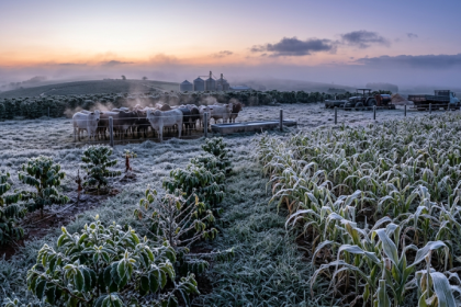 Geadas e frio intenso acendem alerta no campo: o que produtores de café, milho e pecuária precisam acompanhar nesta semana