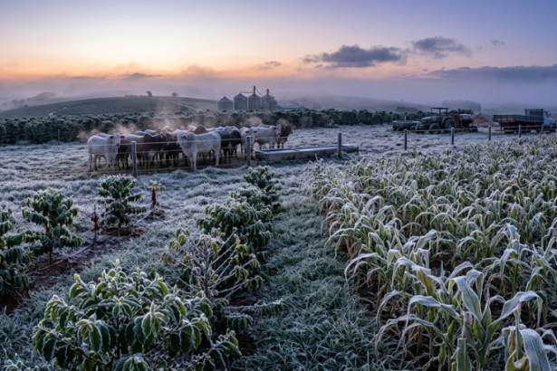 Geadas e frio intenso acendem alerta no campo: o que produtores de café, milho e pecuária precisam acompanhar nesta semana