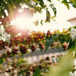Planta de café com frutos vermelhos maduros nos galhos, iluminada pelo sol.