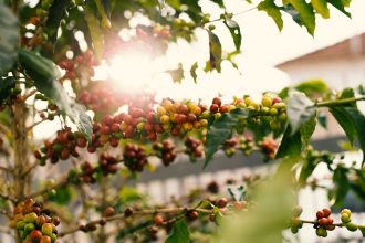 Planta de café com frutos vermelhos maduros nos galhos, iluminada pelo sol.