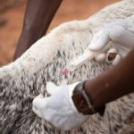 Veterinário aplica uma injeção em um animal de criação ao ar livre.