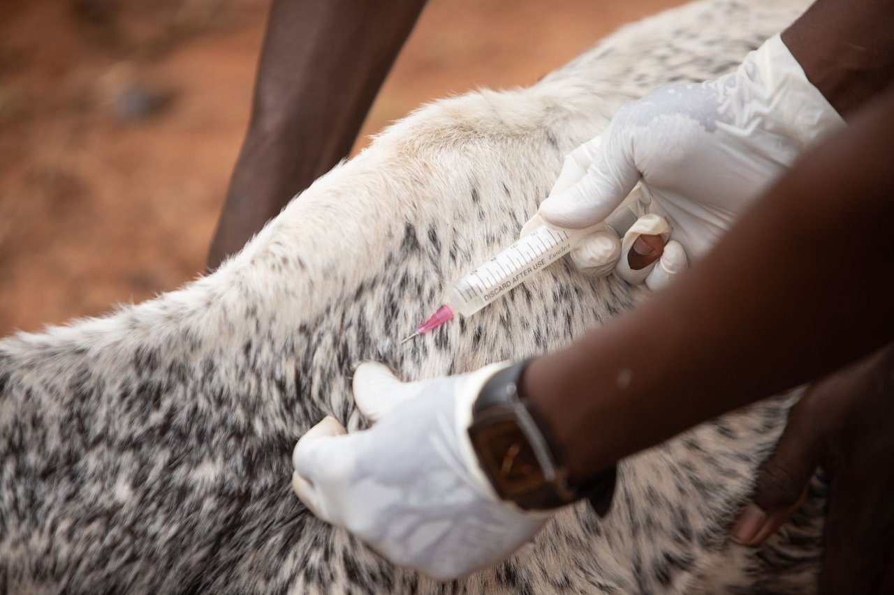 Veterinário aplica uma injeção em um animal de criação ao ar livre.