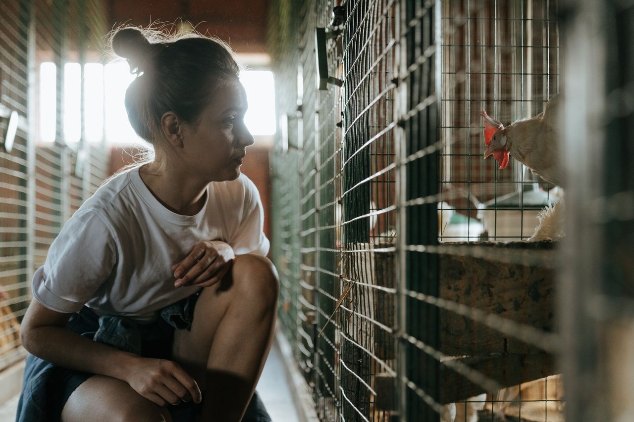 Mulher observa galinhas dentro de um galpão de criação de aves.