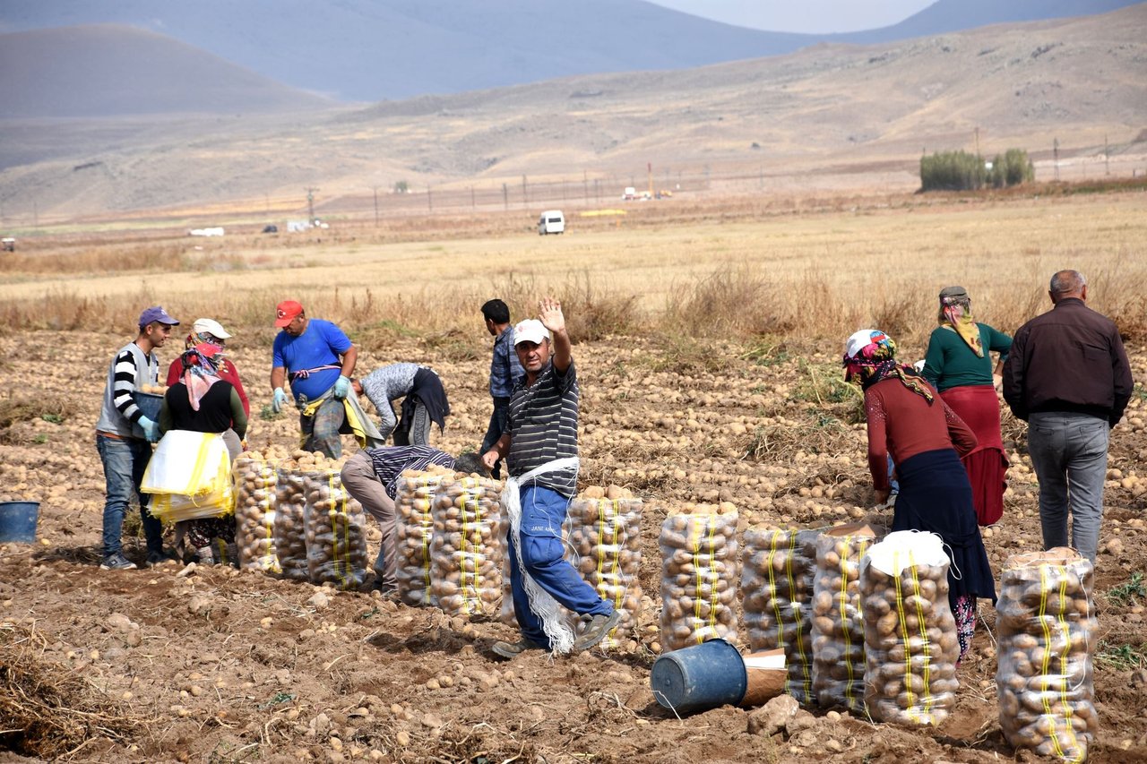 Grupo de agricultores colhe e ensaca batatas em uma paisagem rural ensolarada.